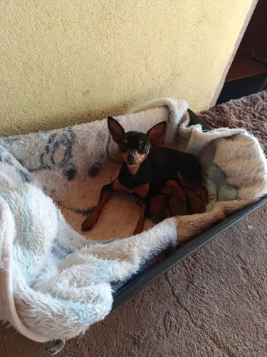 pinscher zero macho e fêmea 