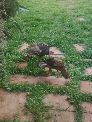 Casal de perus novos