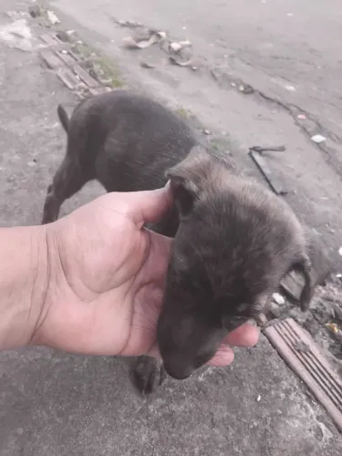 Doação de cachorro fêmea 