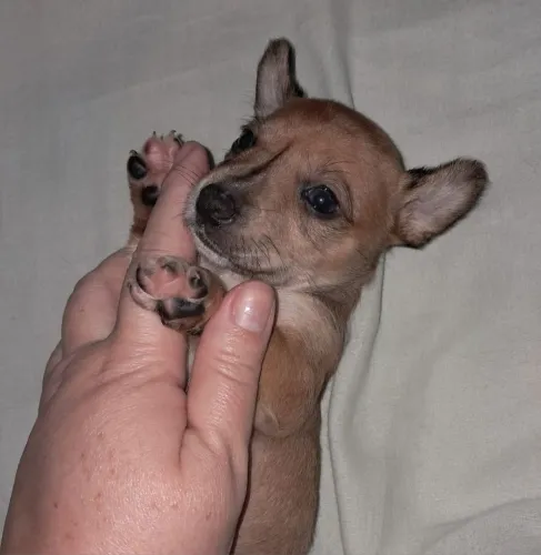 Pinscher fêmea entrego hoje