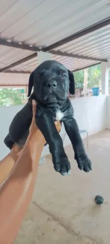 Lindas Fêmeas Cane Corso