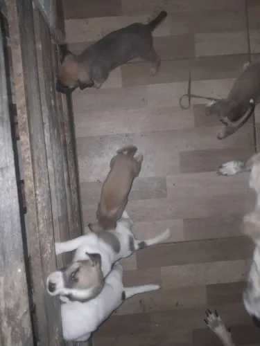 Cachorrinhos pra adoção,35 dias de nascido.