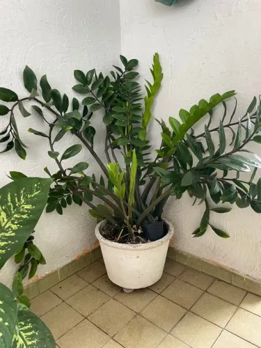 Zamiocuca