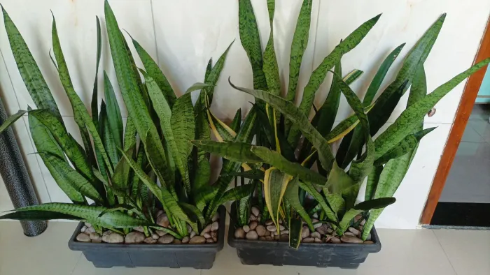 Vasos com espadas de São Jorge e Santa Bárbara!