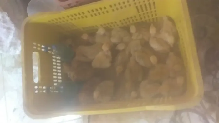 Pintinhos pescoço pelado vermelho