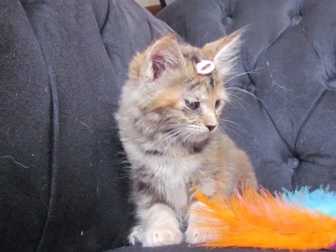 Filhote de Maine Coon disponível - Qualidade, saúde e beleza garantidas!