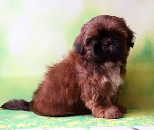 Shih-Tzu Macho Golden: Elegância e Carinho em Forma de Filhote!