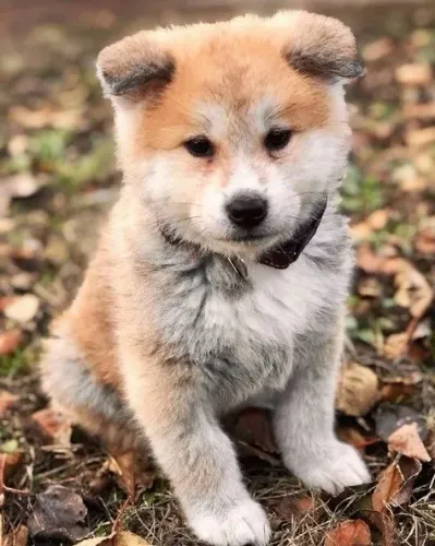 Filhotes de Akita Maravilhosos