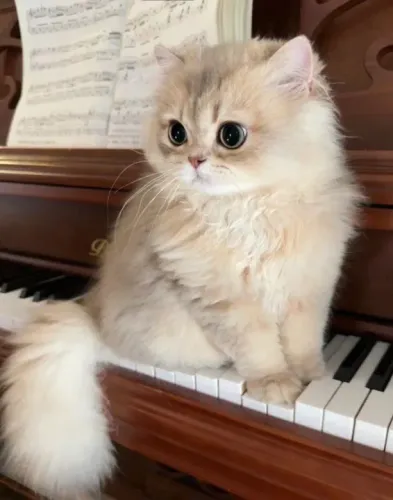 Munchkin Filhote Fofos na Cor Creme