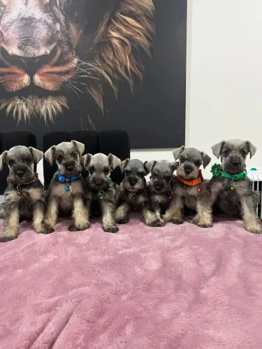 Schnauzer sal e pimenta filhotes maravilhosos no valor promocional