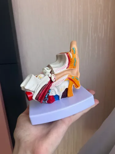 Ouvido Orelha Sistema Auditivo Modelo Macro Manequim