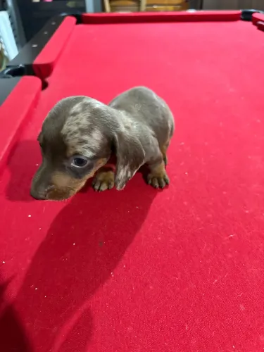 Dachshund disponível em Passo Fundo