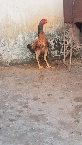 Vendo franga mura