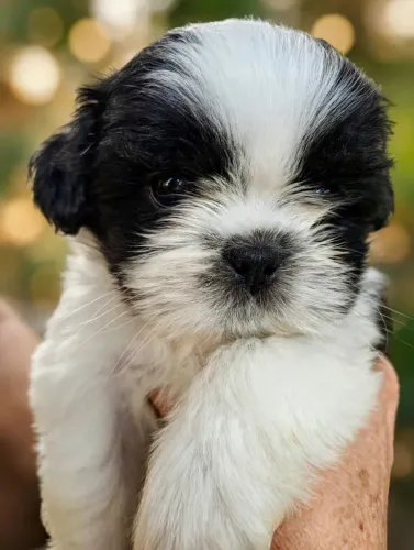 Filhote de shih tzu