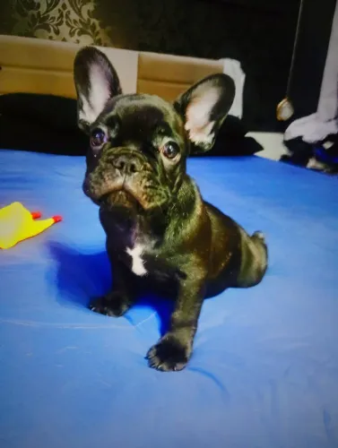 Filhote de buldogue francês 