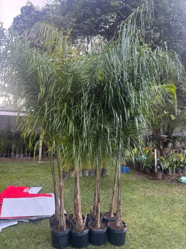 Palmeira jerivá 