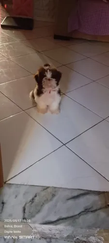 Vendo filhote de Shitzu 