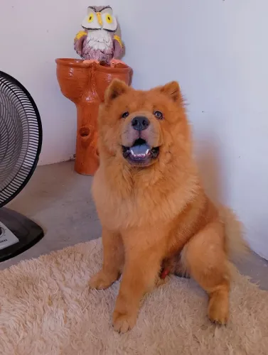 Chow Chow