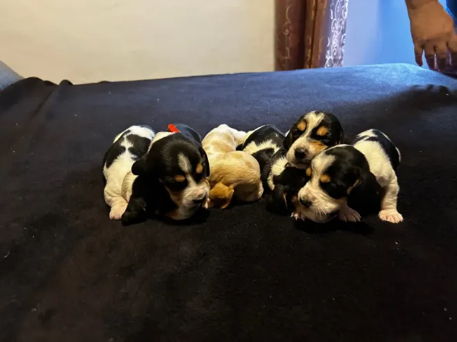 Filhotes de Basset Hound recém nascidos