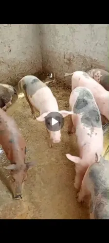 Porcos caipira e pietran 20kg R$ 17,00 reais