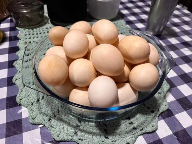 OVOS DE PATO