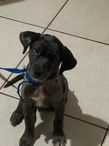Doação Filhote, 5 Meses, Francisco.