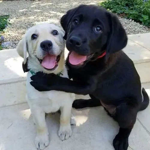 Labrador Retriever - Tem Alguém De Quatro Patas Esperando Pela Sua Escolha