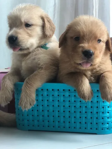 Bebês de Golden Retriever 