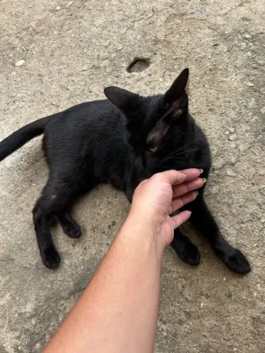 Doação de gatos