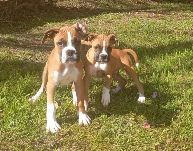Belos Filhotes  Boxer machos e fêmeas vacinados 