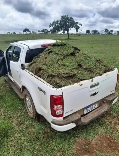 Grama Bermuda Direto do Campo Alta Qualidade