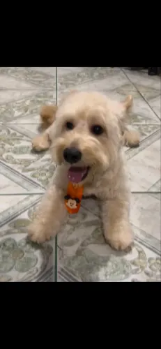 Cachorro