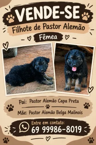 Vendo Pastor Alemão capa preta - fêmea