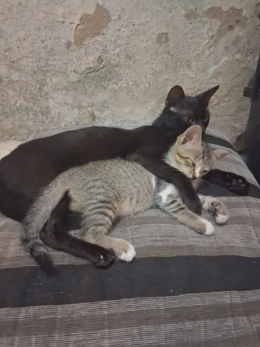 GATA E FILHOTE PRA ADOÇÃO!!!