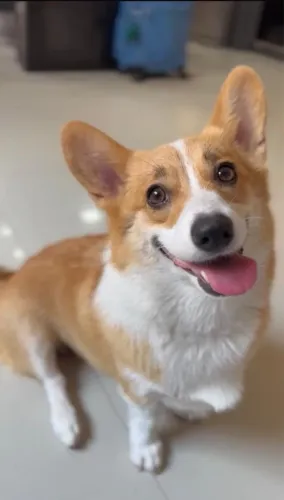 Corgi - welshi corgi pembroke
