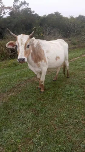 Vaca prenha