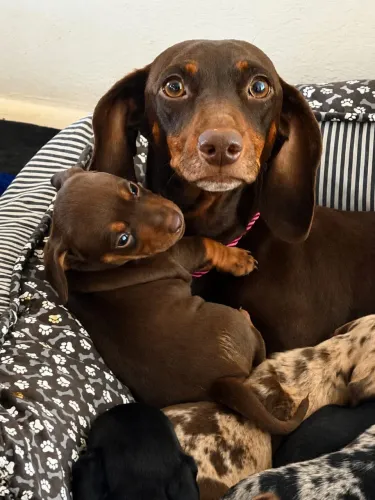 Dachshound mini pelo curto 