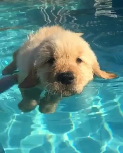 Filhote de Golden Retriever Que Vai Trazer Ainda Mais Amor Para Sua Família