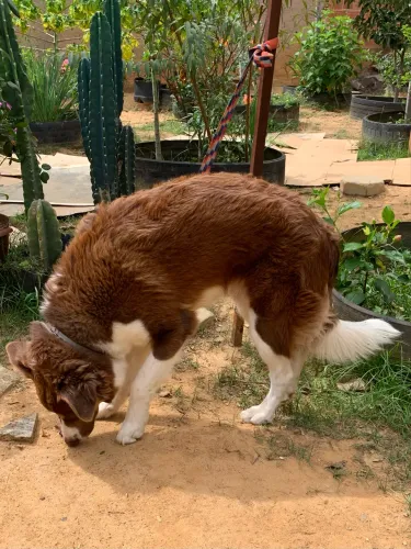 Border collie macho