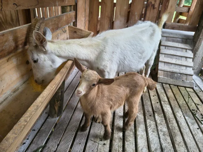 Cabras de primeira Cria