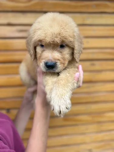 Golden retriever - fêmeas pronta entrega