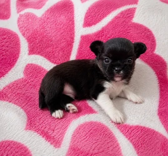 Chihuahua macho pêlo longo - pedigree CBKC