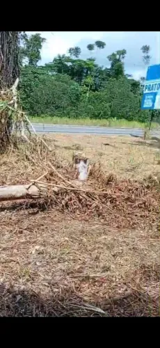 Vendo sitio com urgência