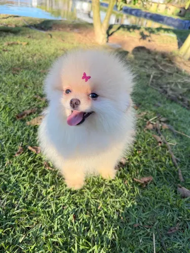 Lulu da pomerânia fêmea anão Pedigree e Microchip 