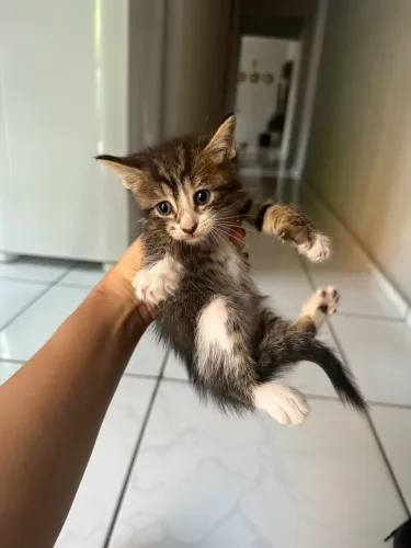 Doação de gatos 