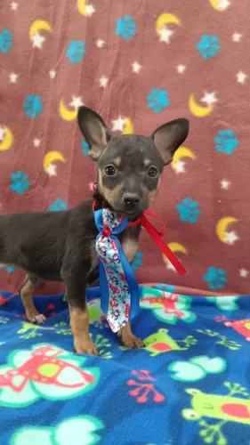 PINSCHER