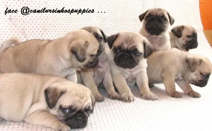 pug referencia na criação da raça entrega mediata