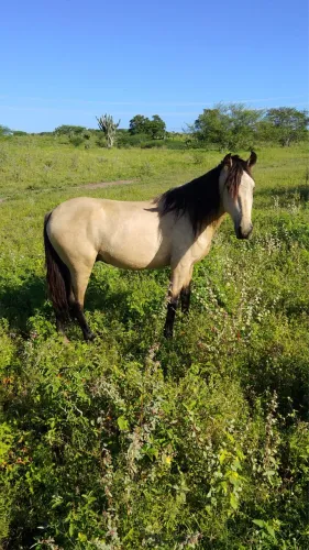 Potro mangalarga marchador