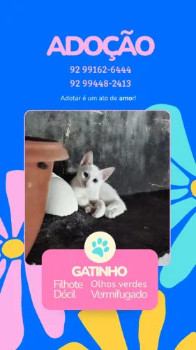 Doação de gato