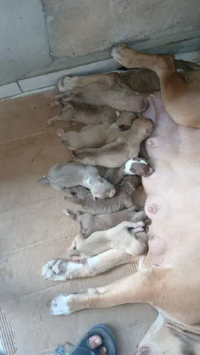 Pit Bull a venda 